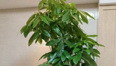 狠心一剪，爆芽重生：你家发财树的“逆袭密码”就在这里 - 今日头条