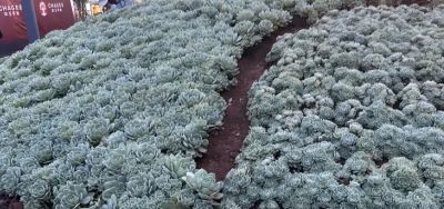 云南的多肉，多到难以想象，数量非常庞大，绿化带都种多肉！ - 图画吧TUHUABA