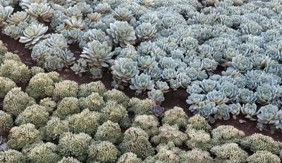 云南的多肉，多到难以想象，数量非常庞大，绿化带都种多肉！ - 图画吧TUHUABA