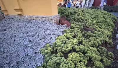 云南的多肉，多到难以想象，数量非常庞大，绿化带都种多肉！ - 图画吧TUHUABA