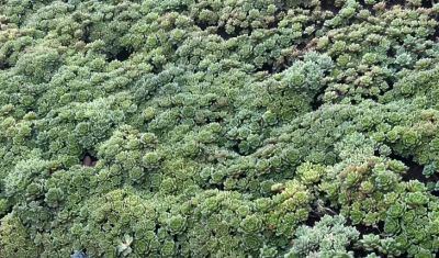 云南的多肉，多到难以想象，数量非常庞大，绿化带都种多肉！ - 图画吧TUHUABA