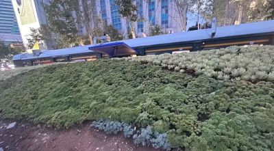 云南的多肉，多到难以想象，数量非常庞大，绿化带都种多肉！ - 图画吧TUHUABA