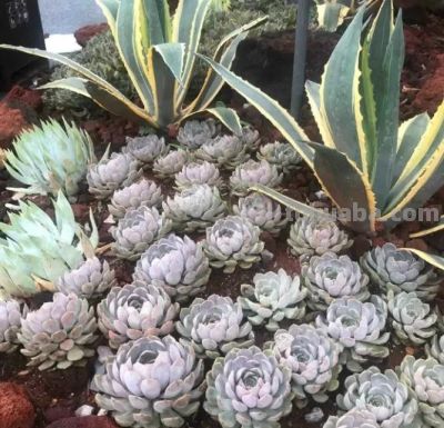 云南的多肉，多到难以想象，数量非常庞大，绿化带都种多肉！ - 图画吧TUHUABA