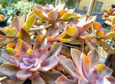 养多肉8年，我一直没淘汰的11种多肉，实在太好看了，看不腻 - 图画吧TUHUABA