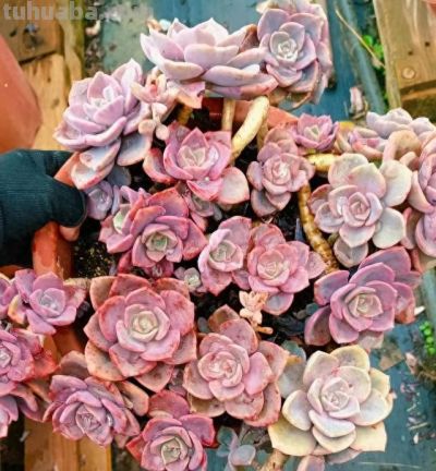 养多肉8年，我一直没淘汰的11种多肉，实在太好看了，看不腻 - 图画吧TUHUABA