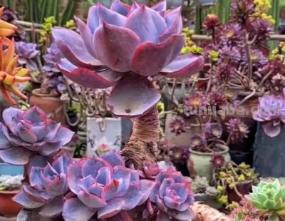 养多肉8年，我一直没淘汰的11种多肉，实在太好看了，看不腻 - 图画吧TUHUABA