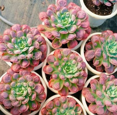 养多肉8年，我一直没淘汰的11种多肉，实在太好看了，看不腻 - 图画吧TUHUABA