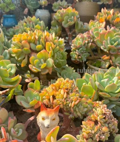 广州网友养的多肉，此时美轮美奂，太让人羡慕了 - 图画吧TUHUABA