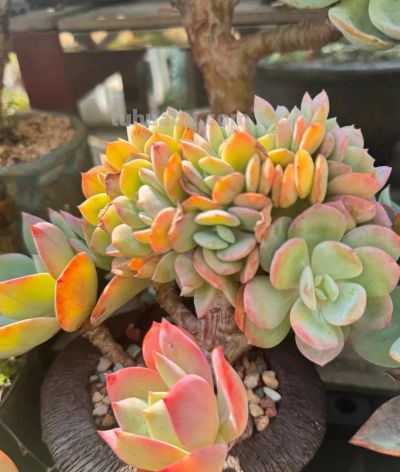 广州网友养的多肉，此时美轮美奂，太让人羡慕了 - 图画吧TUHUABA