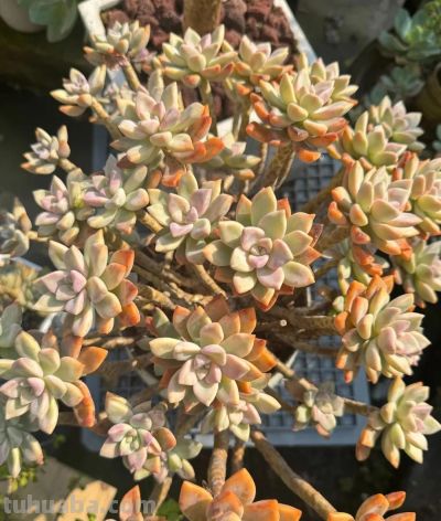 广州网友养的多肉，此时美轮美奂，太让人羡慕了 - 图画吧TUHUABA