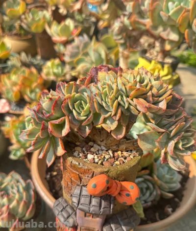 广州网友养的多肉，此时美轮美奂，太让人羡慕了 - 图画吧TUHUABA