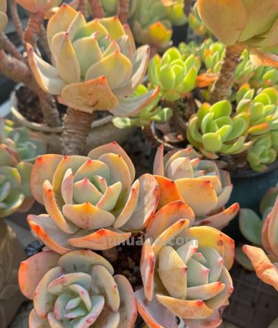 广州网友养的多肉，此时美轮美奂，太让人羡慕了 - 图画吧TUHUABA