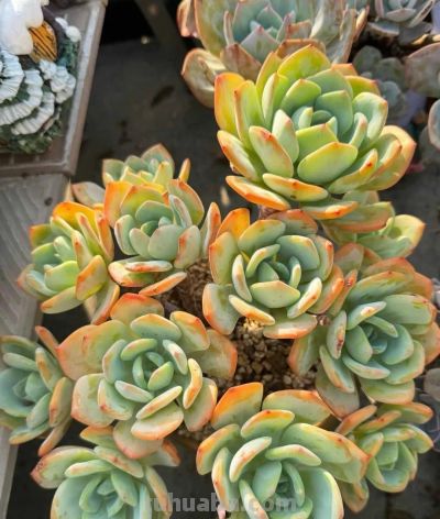 广州网友养的多肉，此时美轮美奂，太让人羡慕了 - 图画吧TUHUABA