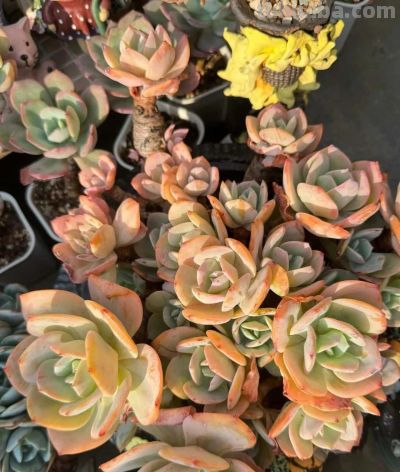 广州网友养的多肉，此时美轮美奂，太让人羡慕了 - 图画吧TUHUABA