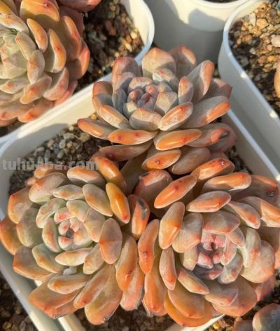 广州网友养的多肉，此时美轮美奂，太让人羡慕了 - 图画吧TUHUABA