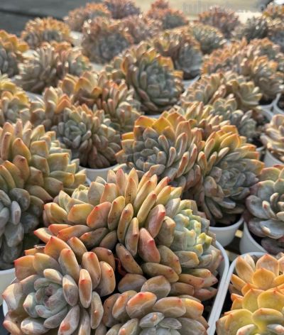 广州网友养的多肉，此时美轮美奂，太让人羡慕了 - 图画吧TUHUABA