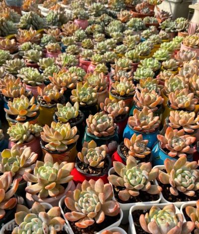 广州网友养的多肉，此时美轮美奂，太让人羡慕了 - 图画吧TUHUABA