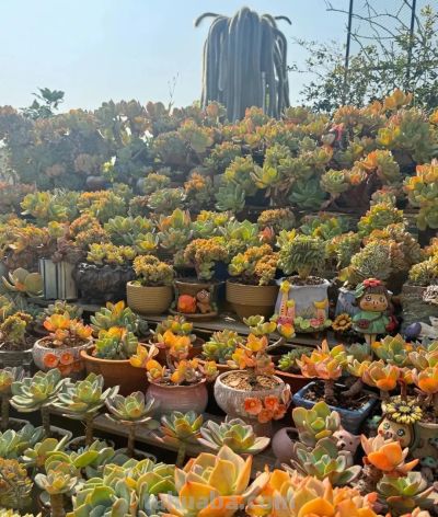 广州网友养的多肉，此时美轮美奂，太让人羡慕了 - 图画吧TUHUABA