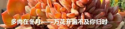 广州网友养的多肉，此时美轮美奂，太让人羡慕了 - 图画吧TUHUABA