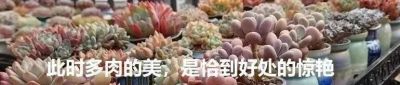 广州网友养的多肉，此时美轮美奂，太让人羡慕了 - 图画吧TUHUABA