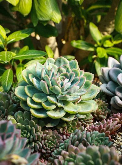 家庭园艺嘉年华丨多肉的小世界 很ᵒᵒᵒᵒᵒᵏ - 图画吧TUHUABA