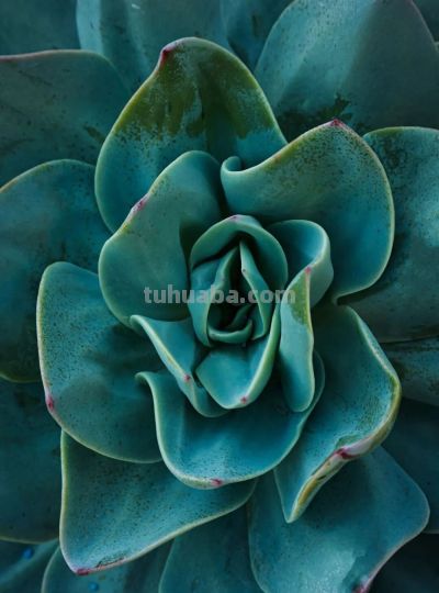 家庭园艺嘉年华丨多肉的小世界 很ᵒᵒᵒᵒᵒᵏ - 图画吧TUHUABA