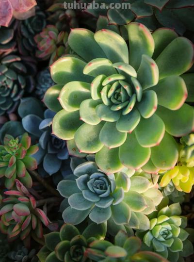 家庭园艺嘉年华丨多肉的小世界 很ᵒᵒᵒᵒᵒᵏ - 图画吧TUHUABA