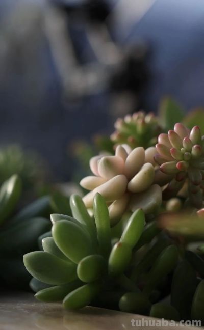 家庭园艺嘉年华丨多肉的小世界 很ᵒᵒᵒᵒᵒᵏ - 图画吧TUHUABA