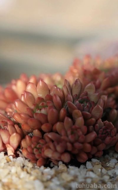 家庭园艺嘉年华丨多肉的小世界 很ᵒᵒᵒᵒᵒᵏ - 图画吧TUHUABA