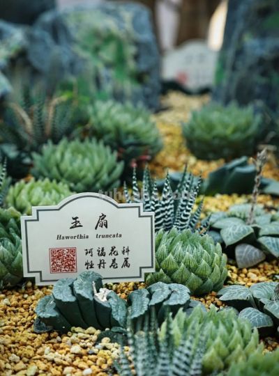 家庭园艺嘉年华丨多肉的小世界 很ᵒᵒᵒᵒᵒᵏ - 图画吧TUHUABA