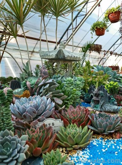 家庭园艺嘉年华丨多肉的小世界 很ᵒᵒᵒᵒᵒᵏ - 图画吧TUHUABA