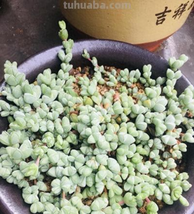 这4种多肉手勤浇水多也不怕，越浇长势越好，保证不会让你失望 - 今日头条