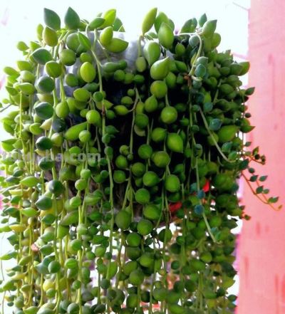 这4种多肉手勤浇水多也不怕，越浇长势越好，保证不会让你失望 - 图画吧TUHUABA