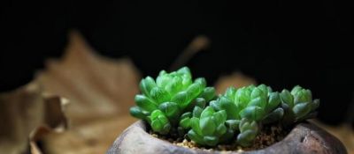 这4种多肉手勤浇水多也不怕，越浇长势越好，保证不会让你失望 - 图画吧TUHUABA