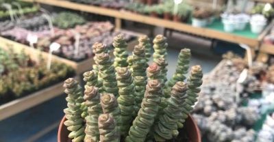 这4种多肉手勤浇水多也不怕，越浇长势越好，保证不会让你失望 - 图画吧TUHUABA