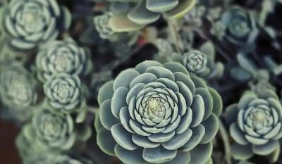 冬天养多肉怕麻烦？这3款，不控型不施肥，随便养也出状态 - 图画吧TUHUABA