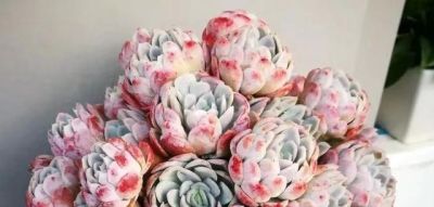 养多肉近10年，我悟了——想让它们长得好，只需咱们做到6点即可 - 图画吧TUHUABA