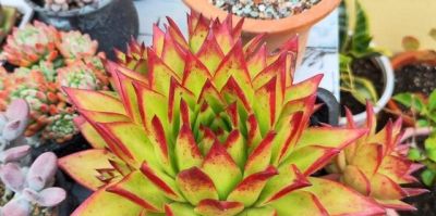 养多肉近10年，我悟了——想让它们长得好，只需咱们做到6点即可 - 图画吧TUHUABA