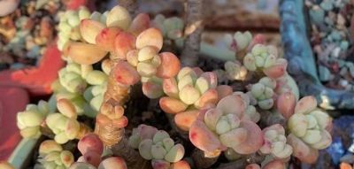 养多肉近10年，我悟了——想让它们长得好，只需咱们做到6点即可 - 图画吧TUHUABA