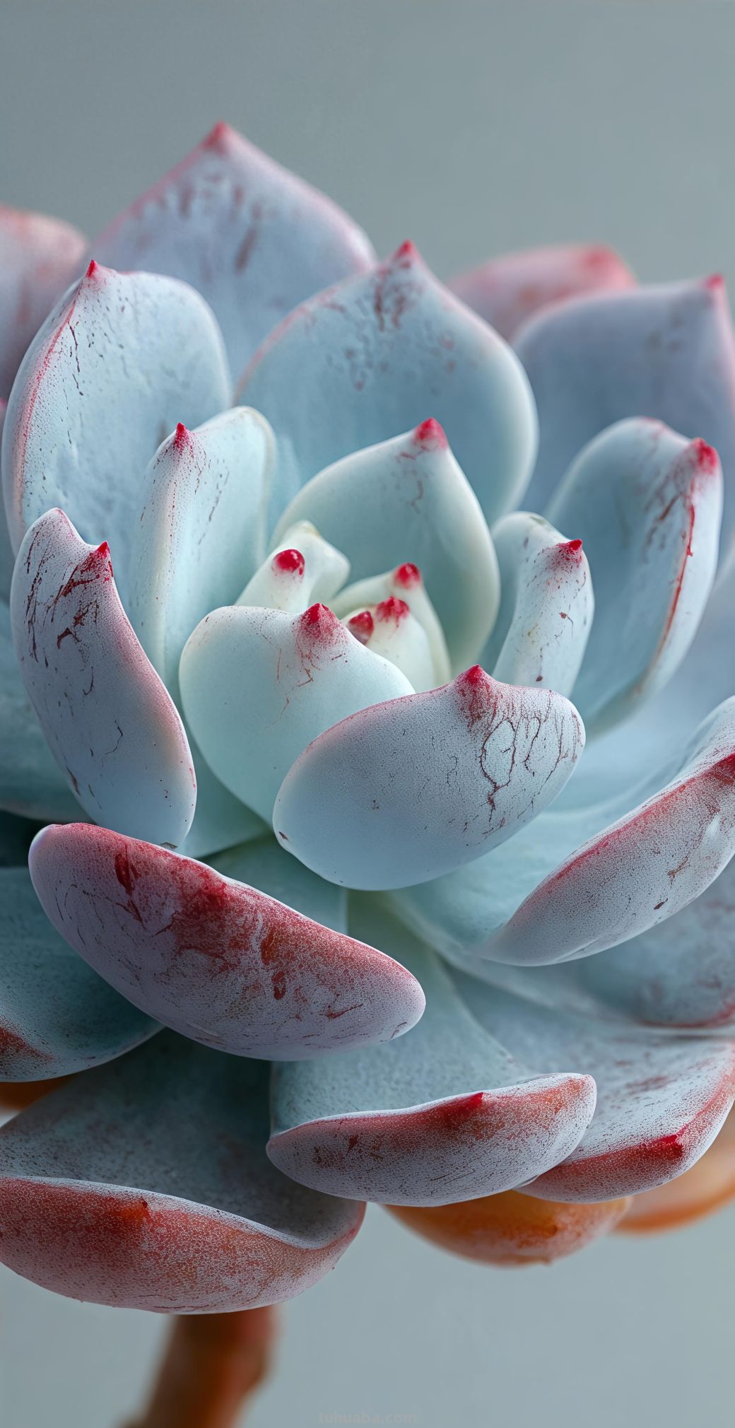 壁纸（350）多肉植物 - 今日头条