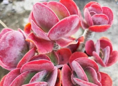 养多肉8年，我决定只留下10种，养太多真的不值得 - 图画吧TUHUABA