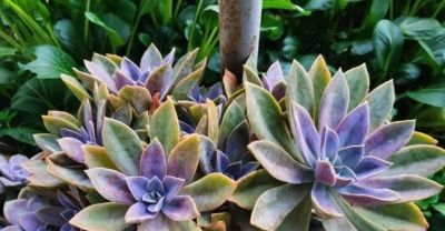 养多肉8年，我决定只留下10种，养太多真的不值得 - 图画吧TUHUABA