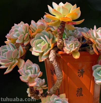 养多肉8年，我决定只留下10种，养太多真的不值得 - 图画吧TUHUABA