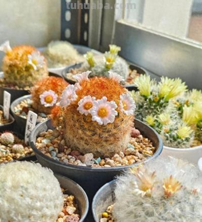 江西一男子晒“老婆养的仙人球”，好美，网友：仙人球也可以很甜 - 今日头条