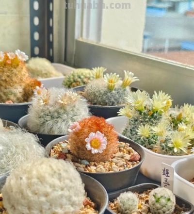 江西一男子晒“老婆养的仙人球”，好美，网友：仙人球也可以很甜 - 图画吧TUHUABA