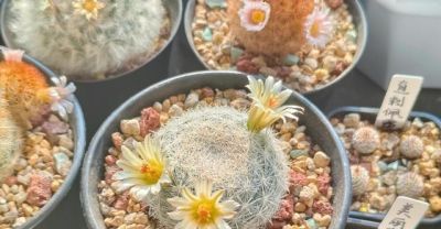 江西一男子晒“老婆养的仙人球”，好美，网友：仙人球也可以很甜 - 图画吧TUHUABA