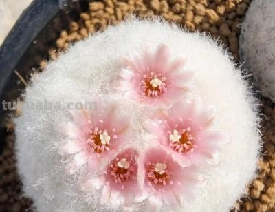 江西一男子晒“老婆养的仙人球”，好美，网友：仙人球也可以很甜 - 图画吧TUHUABA