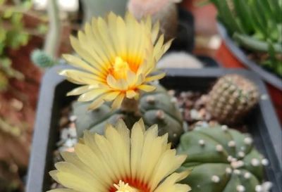 江西一男子晒“老婆养的仙人球”，好美，网友：仙人球也可以很甜 - 图画吧TUHUABA