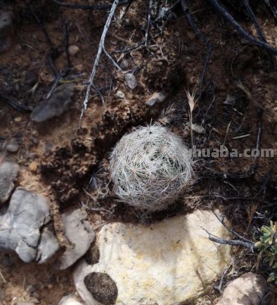 沙漠戈壁里挖回来的多肉仙人球，种在花盆里两年变成这个样子。 - 图画吧TUHUABA