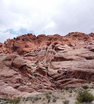 沙漠戈壁里挖回来的多肉仙人球，种在花盆里两年变成这个样子。 - 图画吧TUHUABA